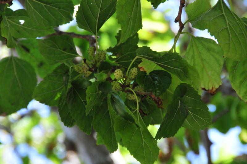 Morus alba / Gelso bianco